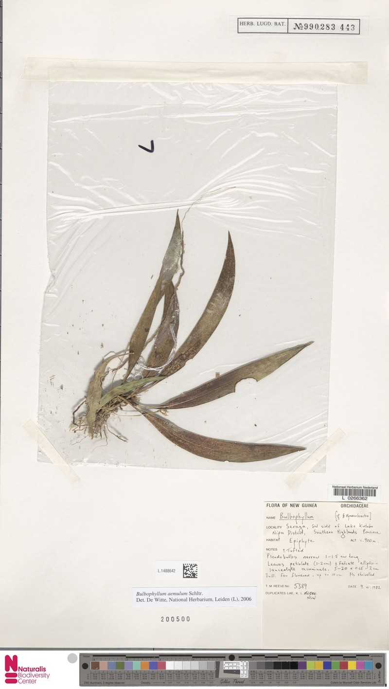 Bulbophyllum aemulum