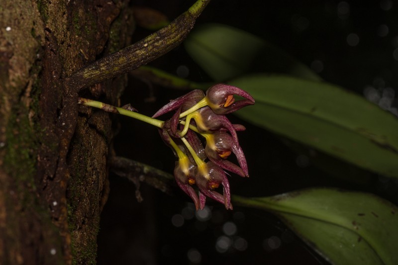 Bulbophyllum aeolium
