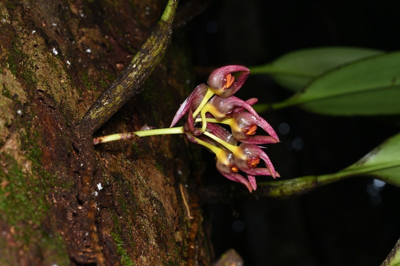 Bulbophyllum aeolium photo 2