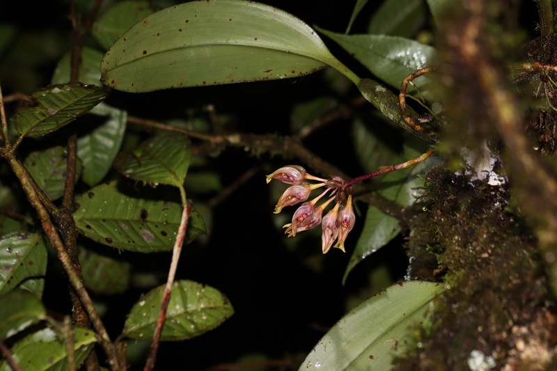 Bulbophyllum aeolium photo 3