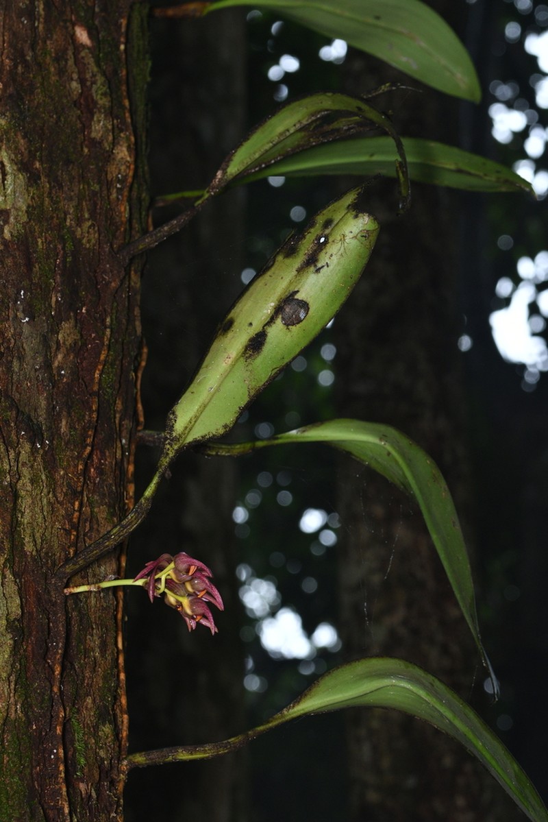 Bulbophyllum aeolium photo 4