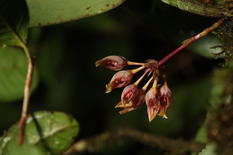 Bulbophyllum aeolium photo 5