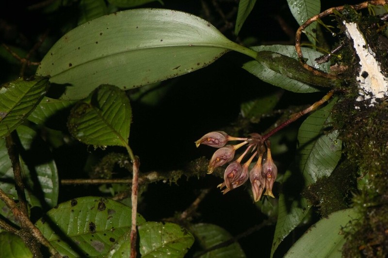 Bulbophyllum aeolium photo 6