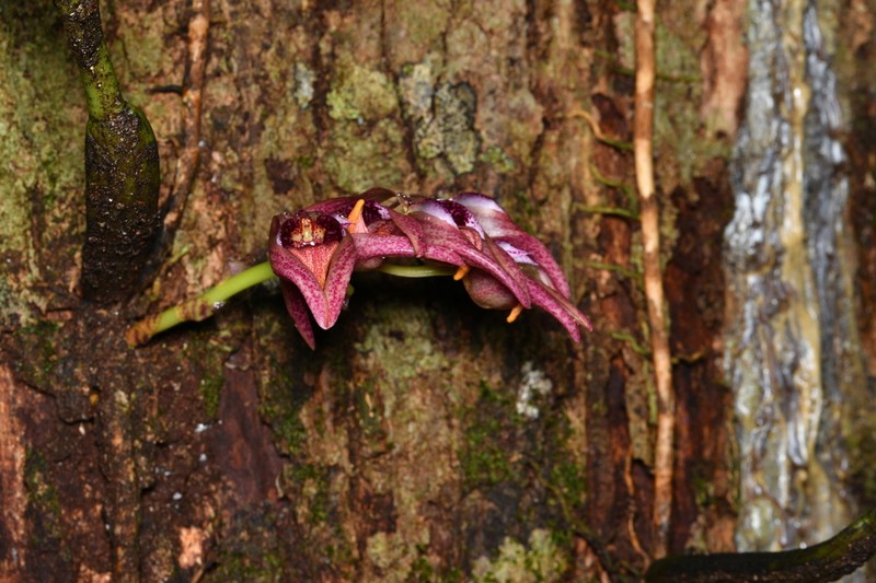 Bulbophyllum aeolium photo 7