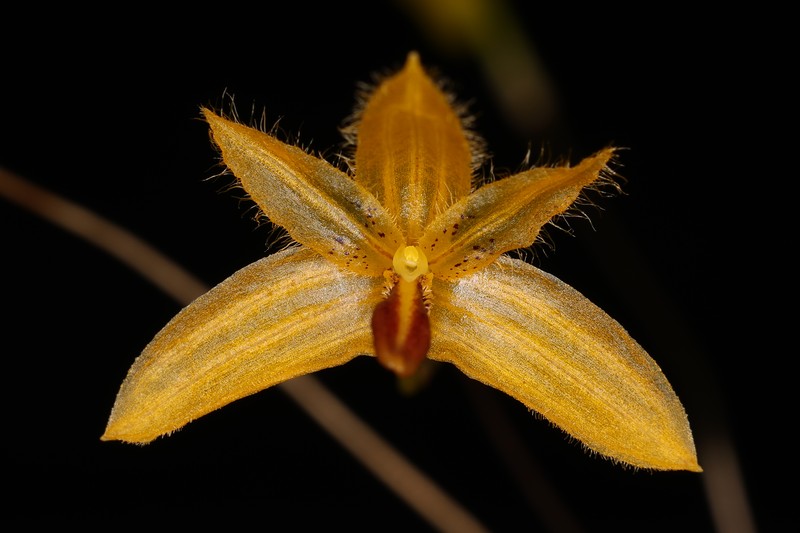 Bulbophyllum aestivale