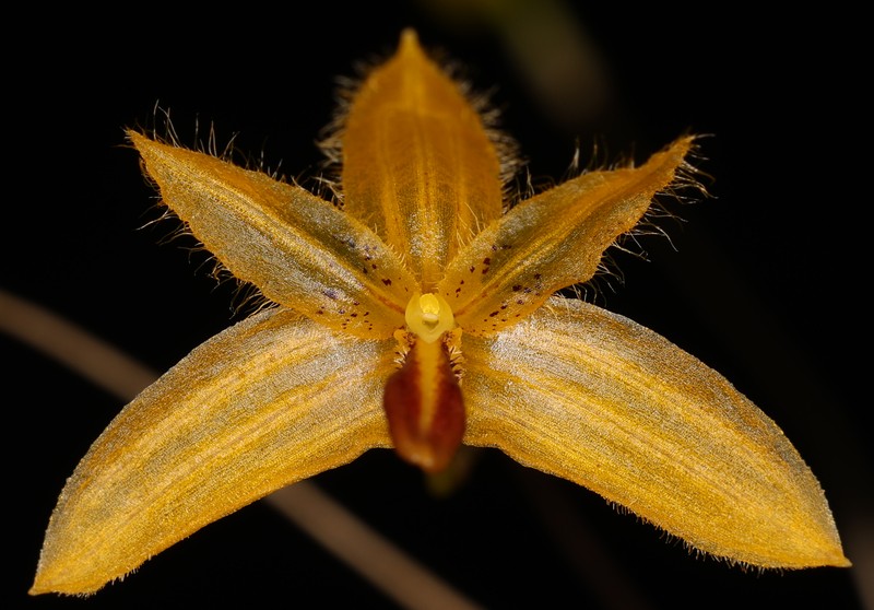 Bulbophyllum aestivale photo 2