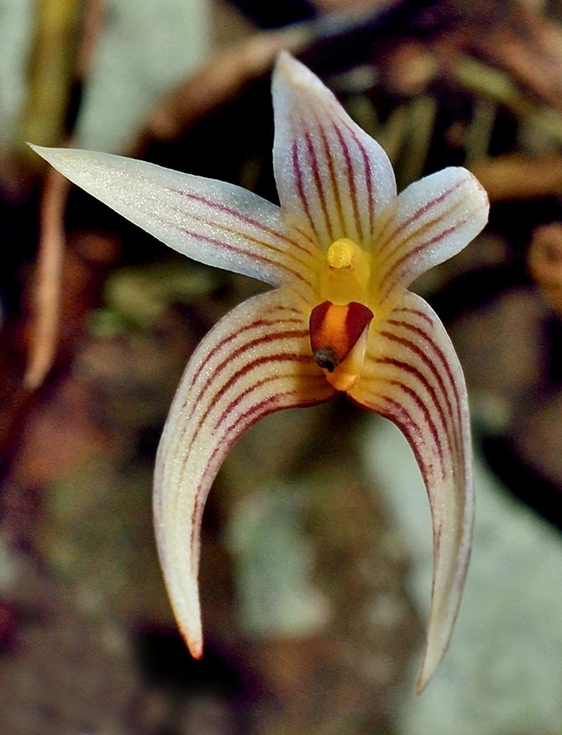 Bulbophyllum affine