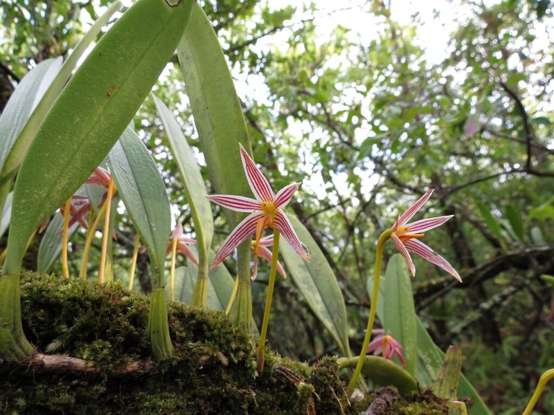 Bulbophyllum affine photo 2