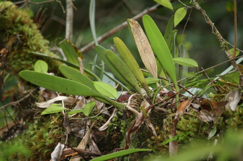 Bulbophyllum affine photo 3