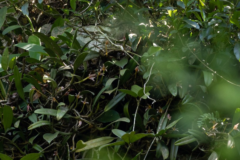 Bulbophyllum affine photo 4
