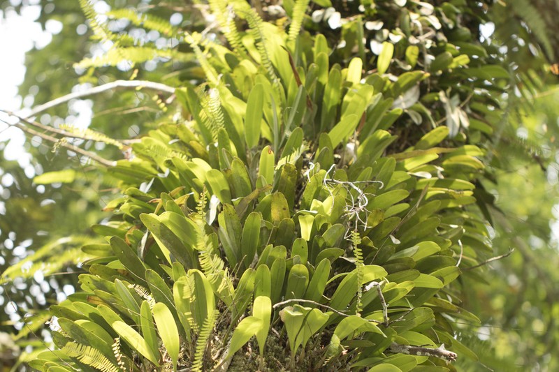 Bulbophyllum affine photo 6