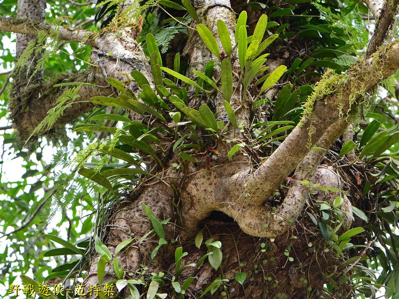 Bulbophyllum affine photo 7