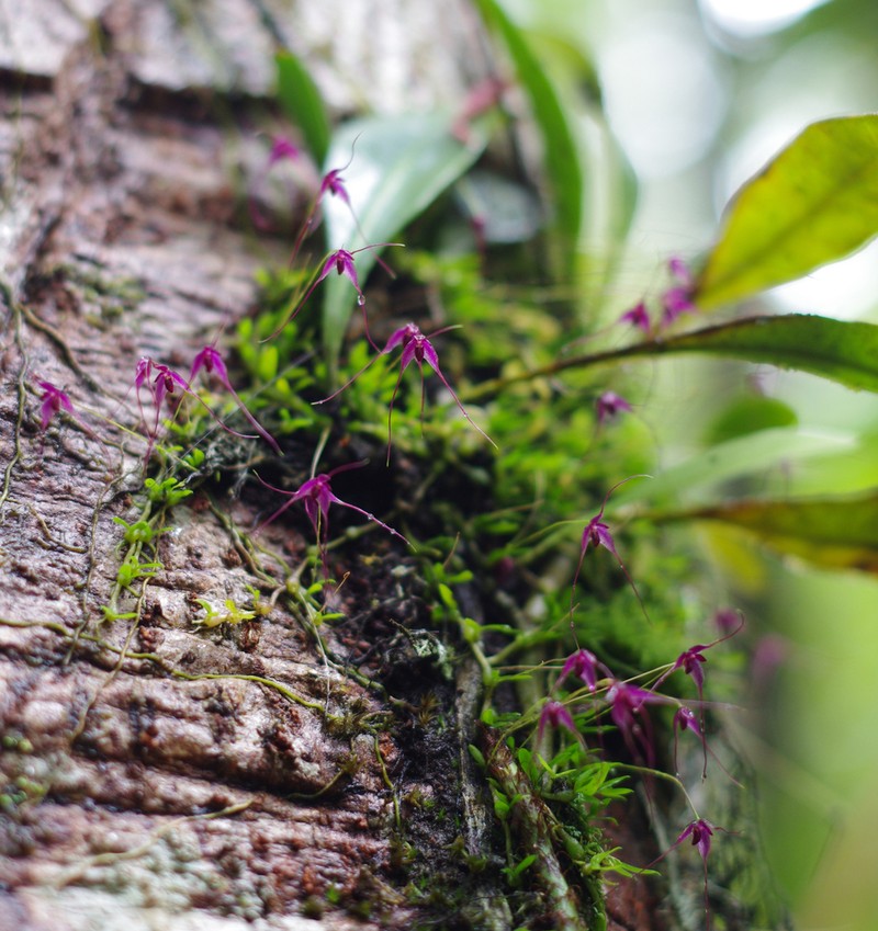 Bulbophyllum afzelii