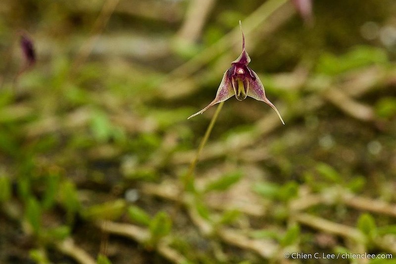 Bulbophyllum afzelii photo 2