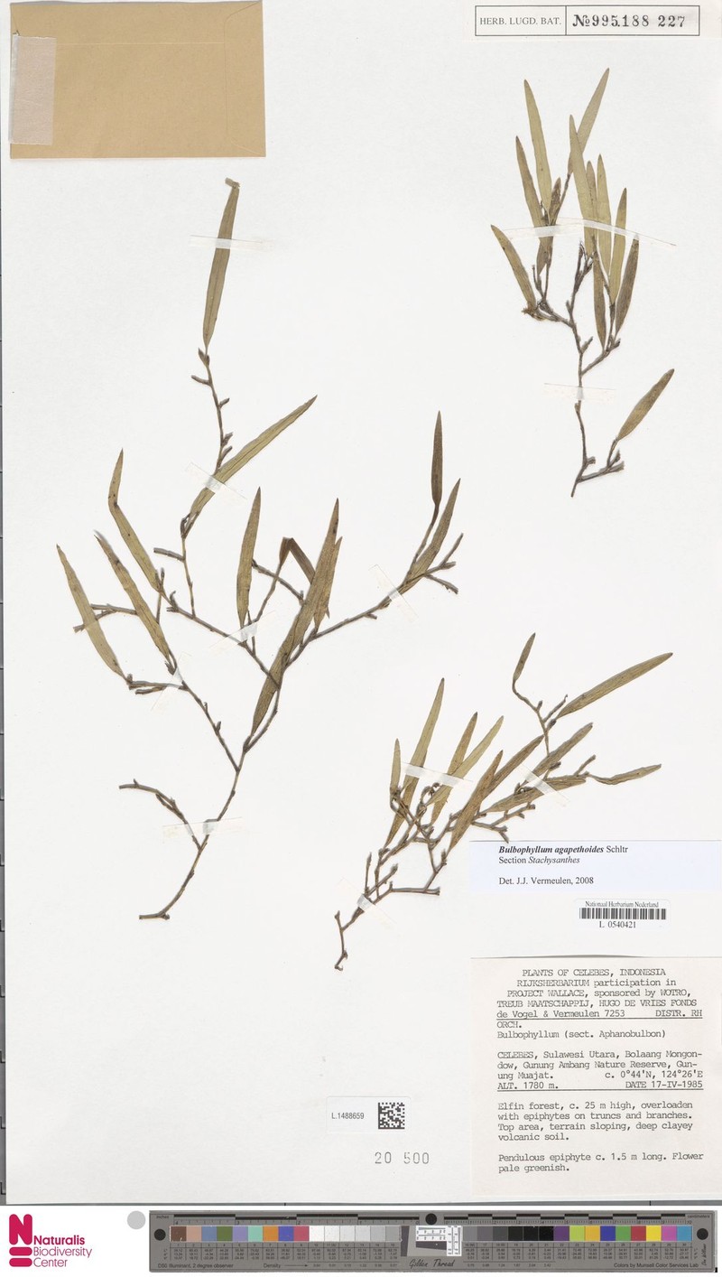 Bulbophyllum agapethoides