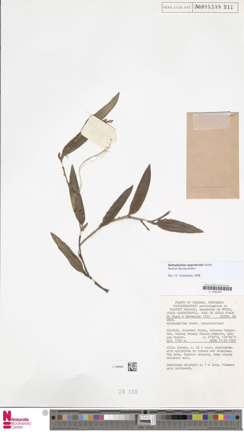 Bulbophyllum agapethoides photo 2