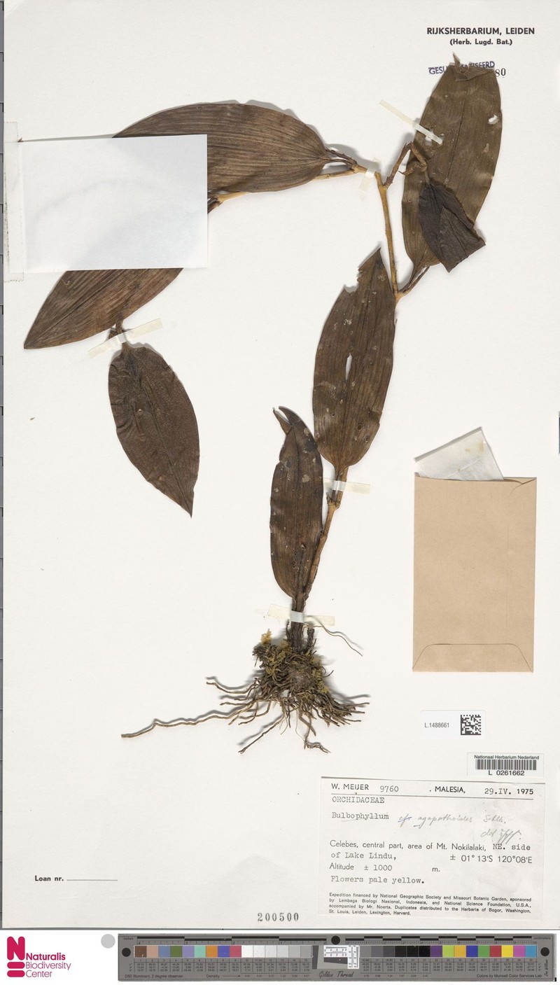 Bulbophyllum agapethoides photo 3