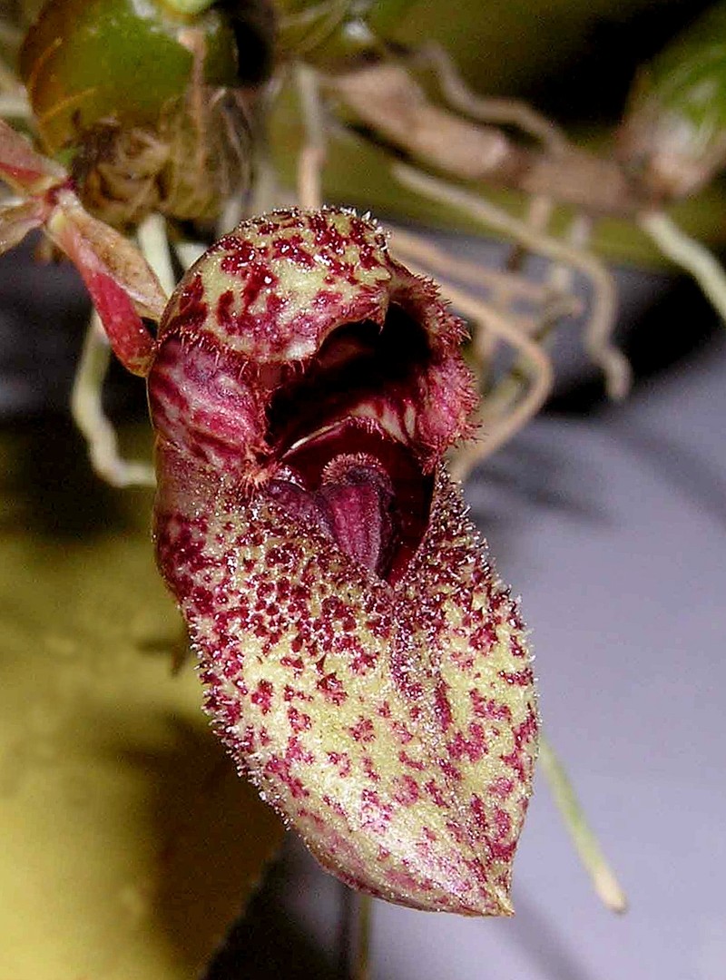 Bulbophyllum agastor