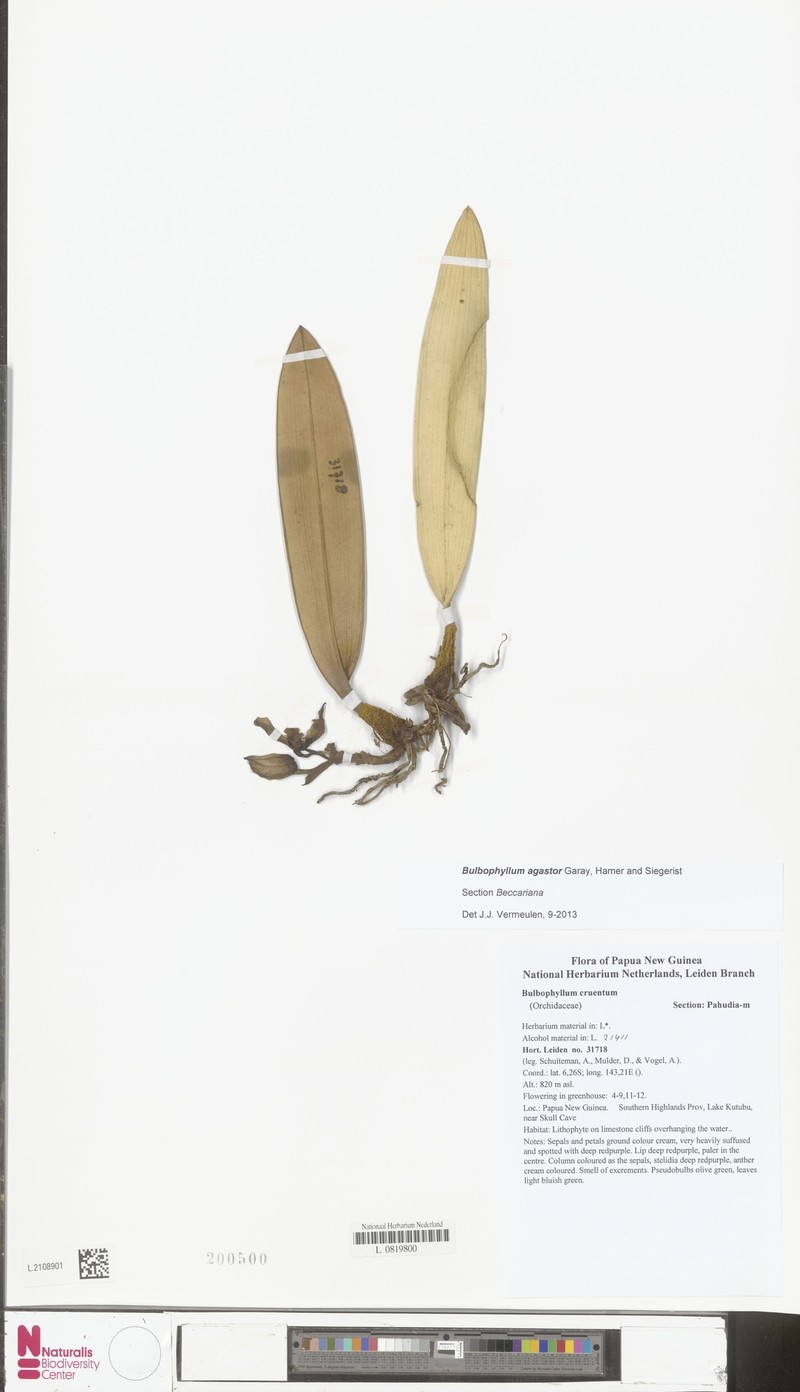 Bulbophyllum agastor photo 2