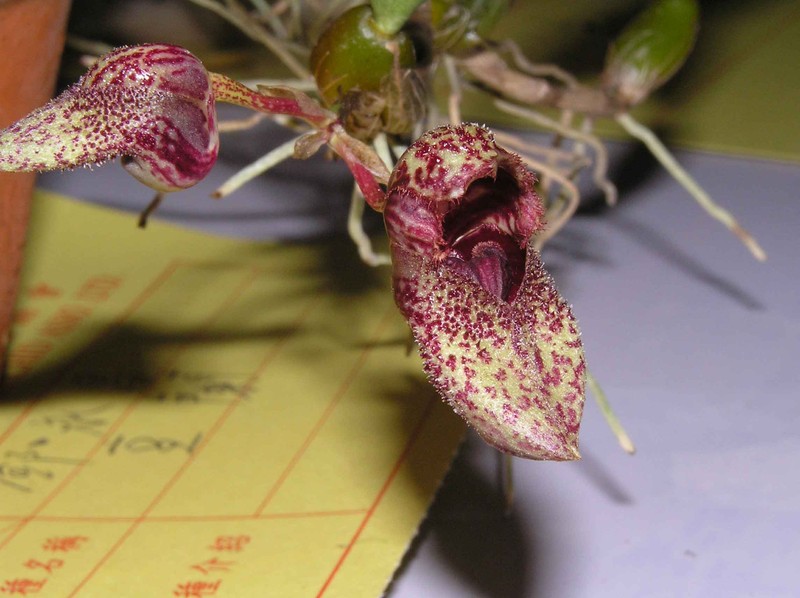Bulbophyllum agastor photo 3