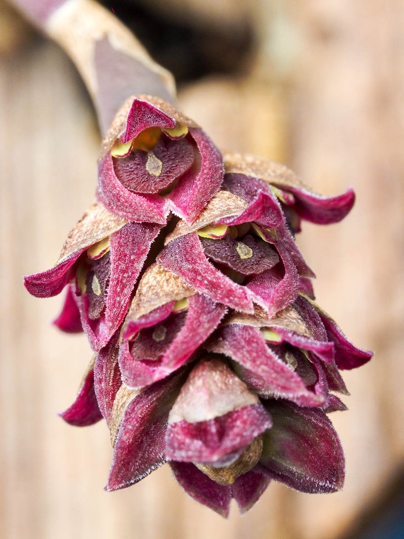 Bulbophyllum aggregatum