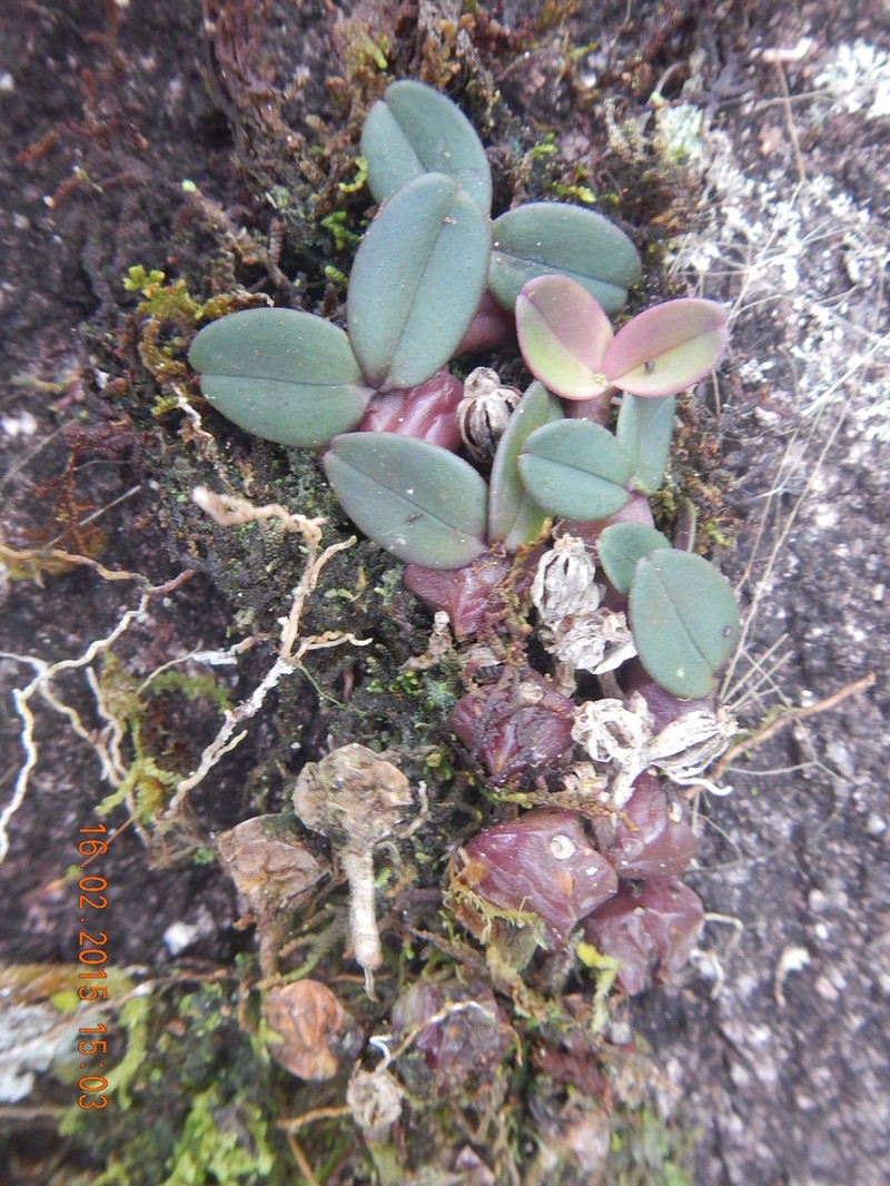 Bulbophyllum aggregatum photo 2