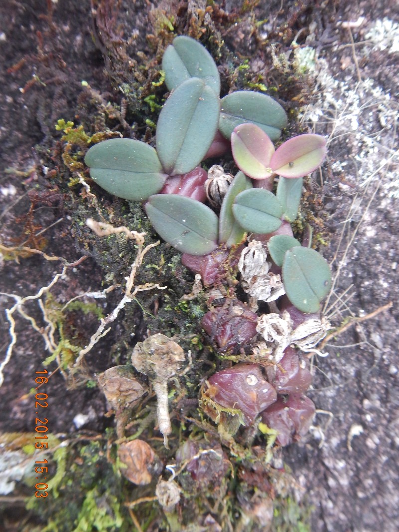 Bulbophyllum aggregatum photo 3