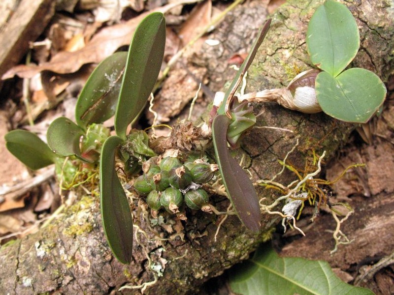 Bulbophyllum aggregatum photo 4