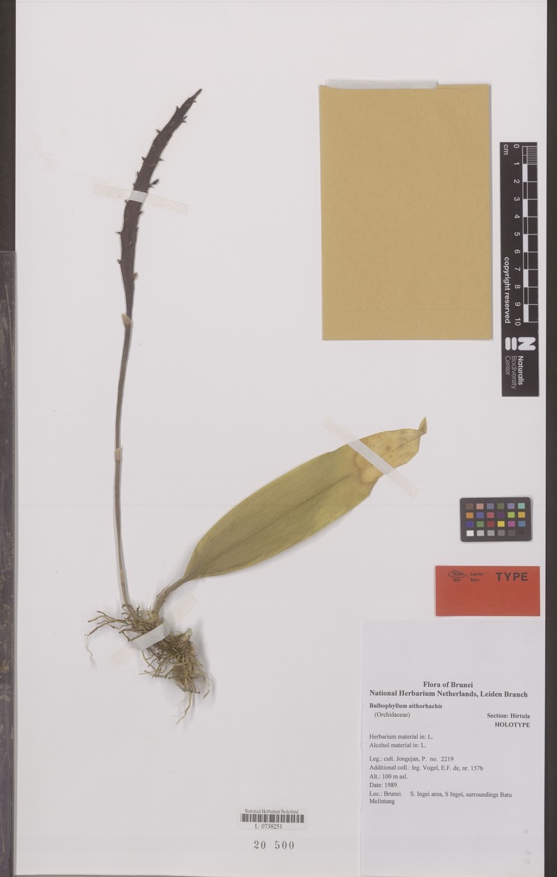 Bulbophyllum aithorhachis