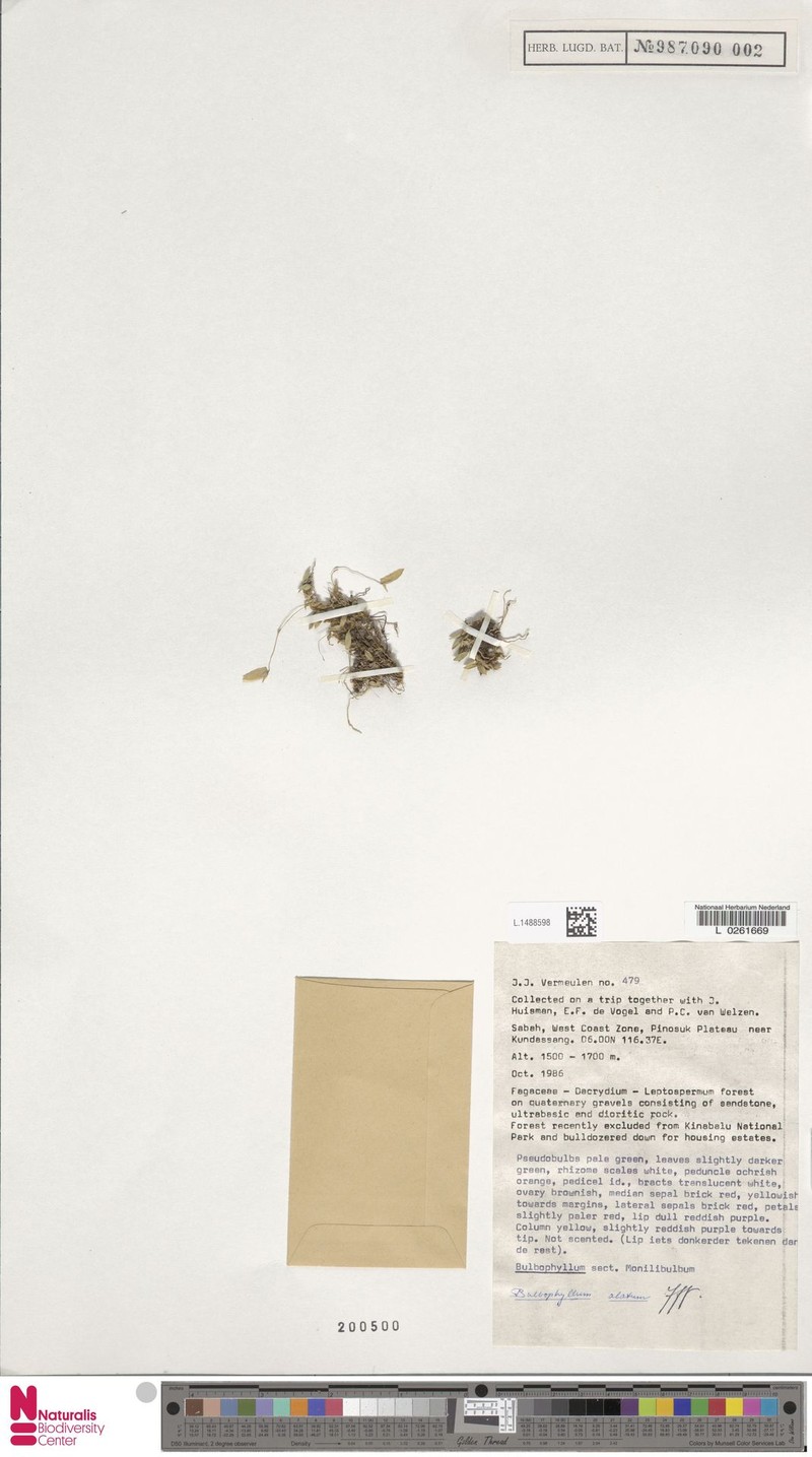 Bulbophyllum alatum