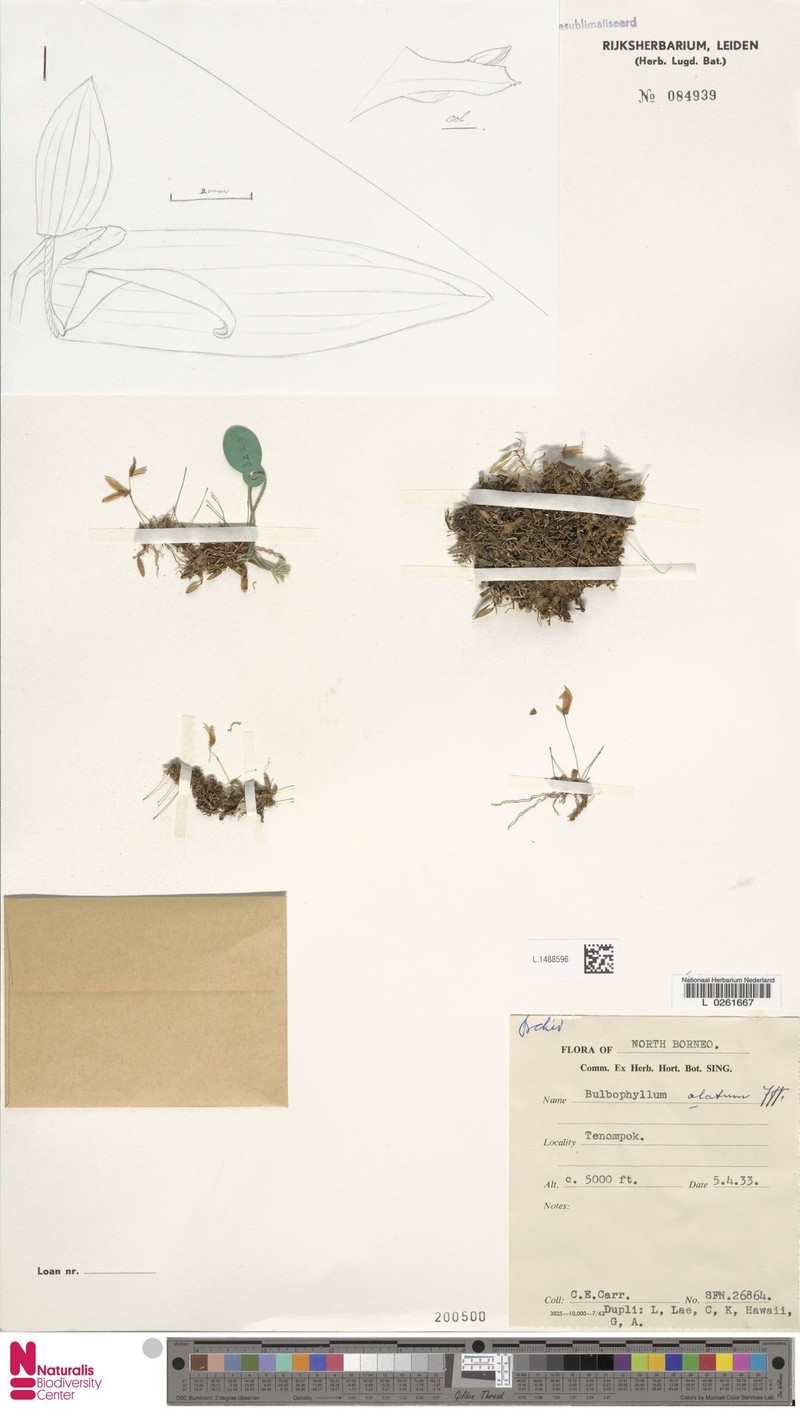 Bulbophyllum alatum photo 2