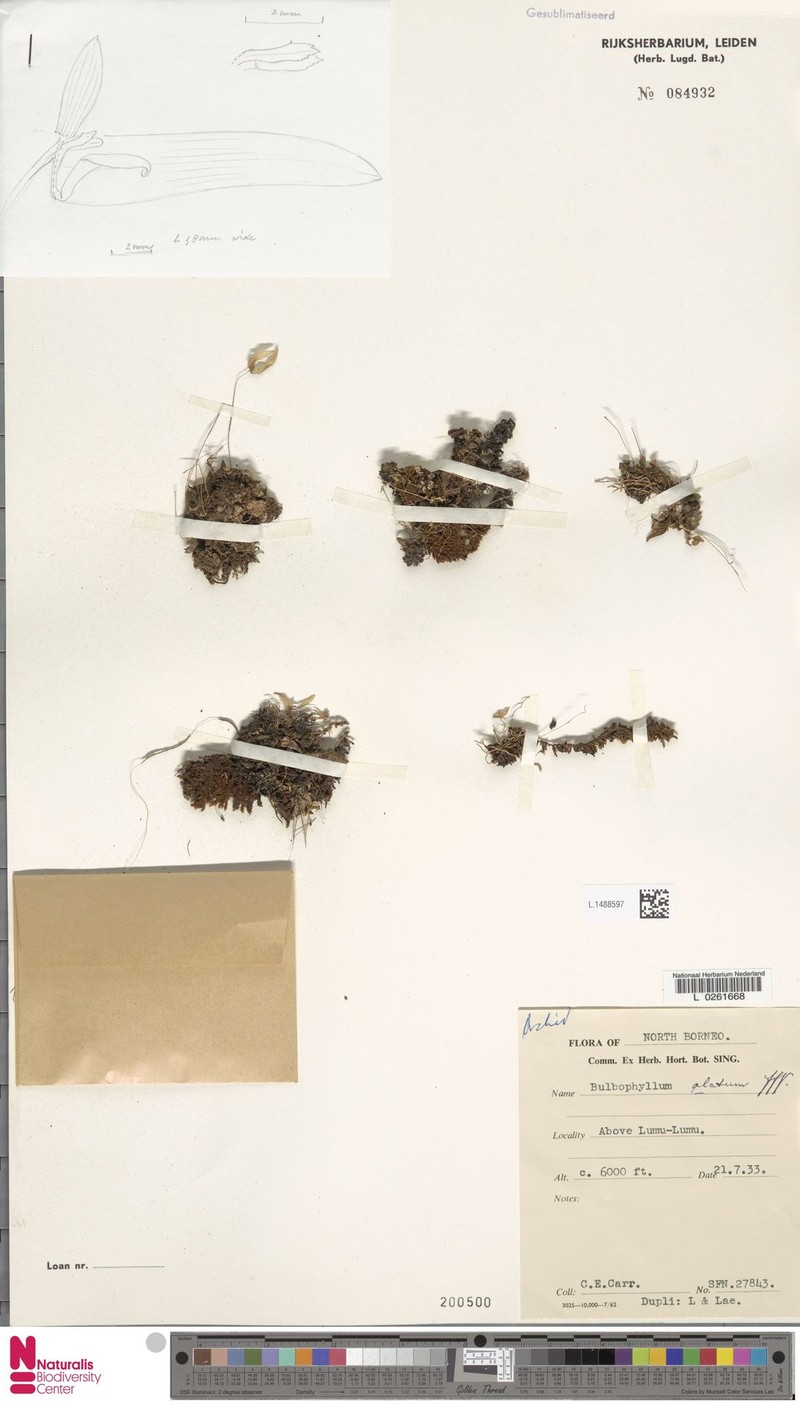 Bulbophyllum alatum photo 3