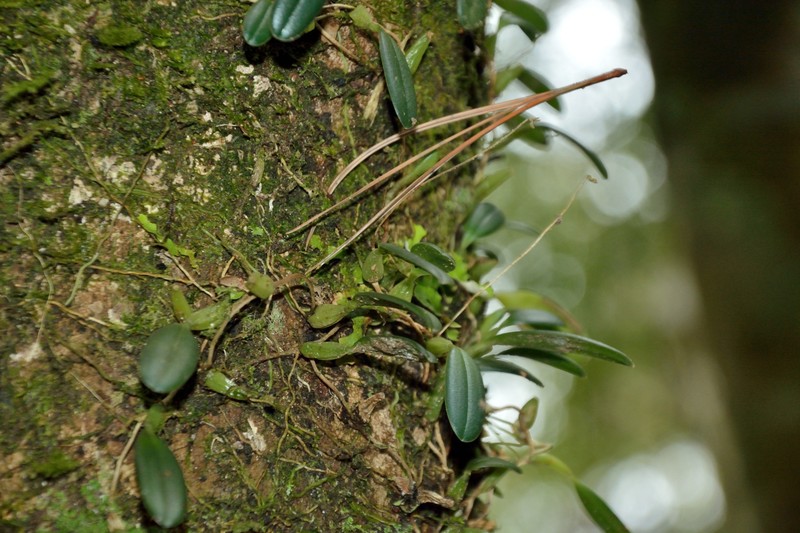 Bulbophyllum albociliatum