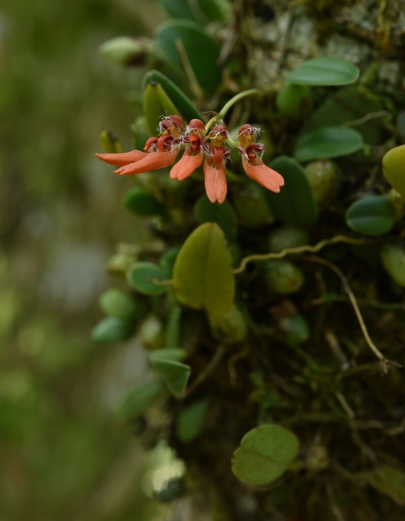 Bulbophyllum albociliatum photo 2