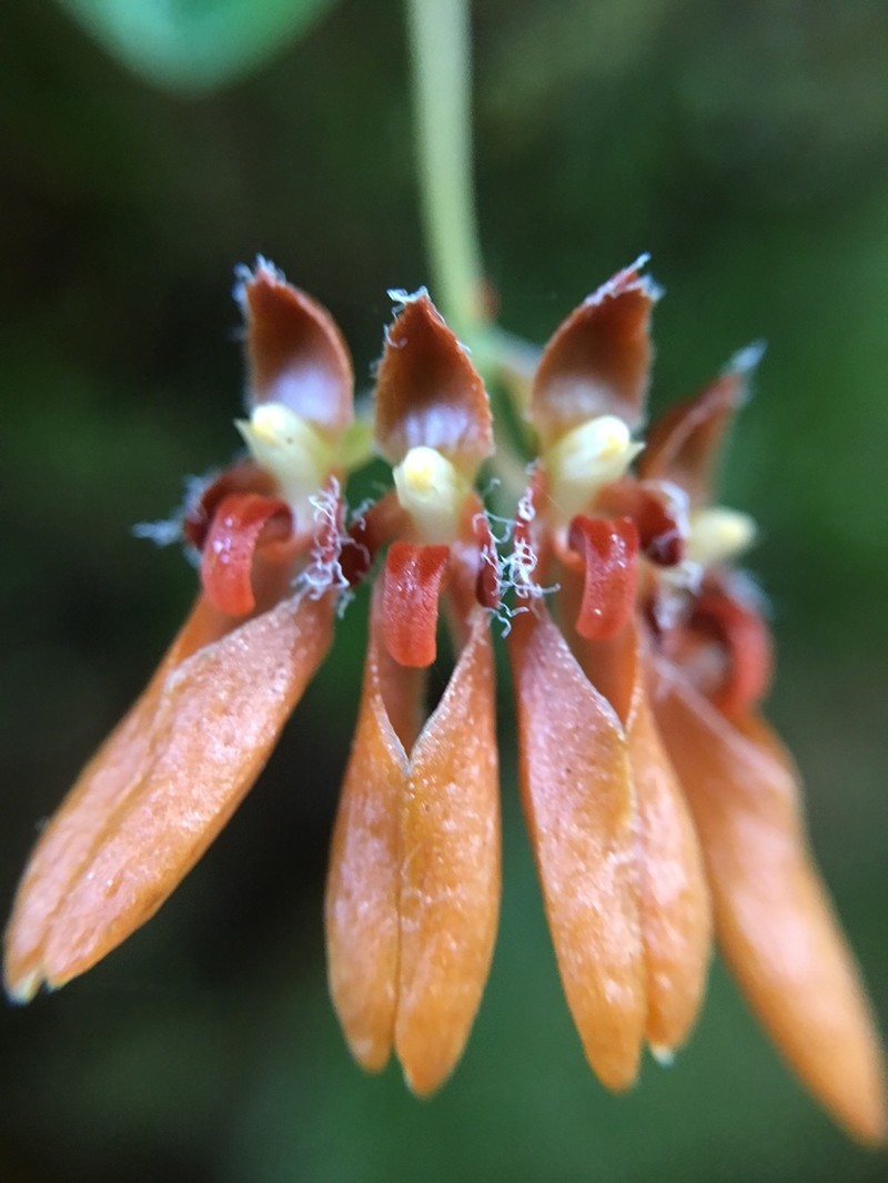 Bulbophyllum albociliatum photo 3