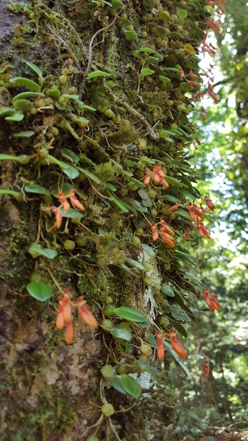 Bulbophyllum albociliatum photo 4