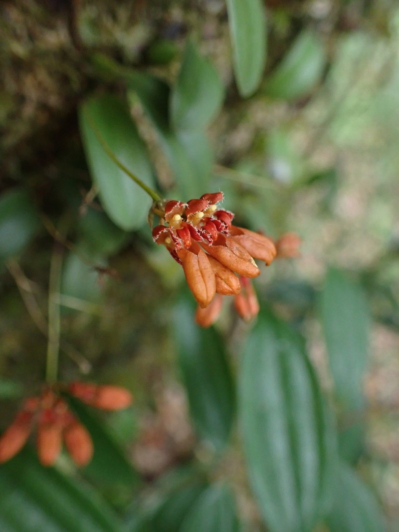 Bulbophyllum albociliatum photo 5
