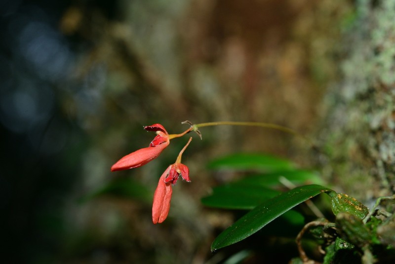 Bulbophyllum albociliatum photo 6