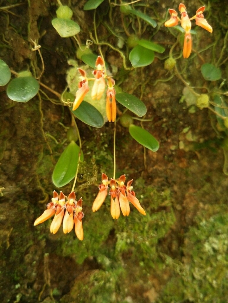 Bulbophyllum albociliatum photo 7