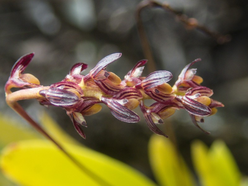 Bulbophyllum alcicorne photo 2