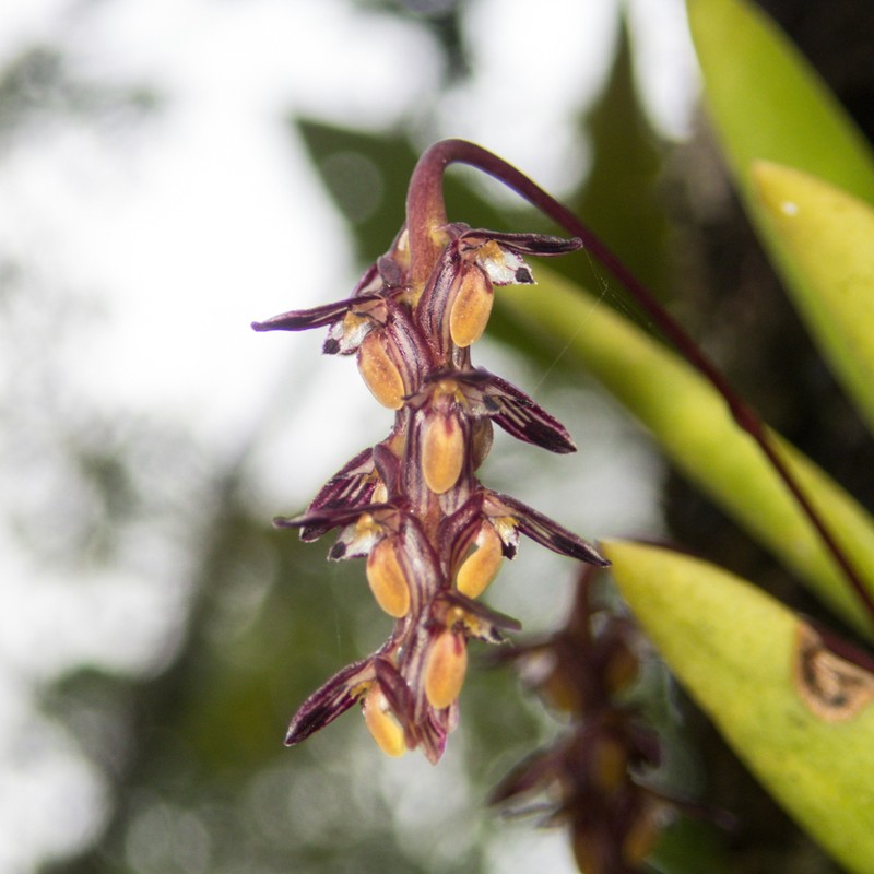 Bulbophyllum alcicorne photo 3