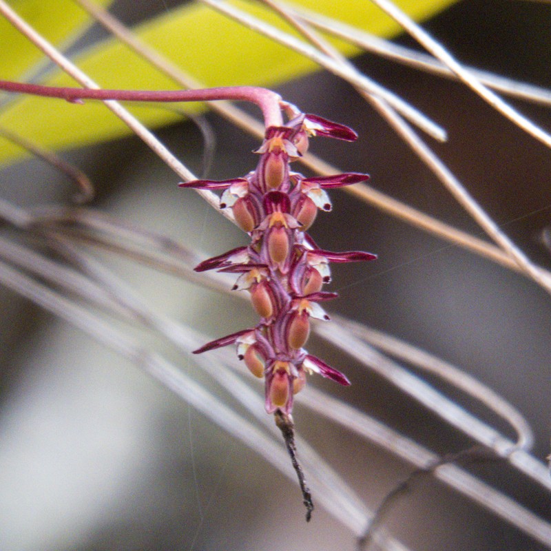 Bulbophyllum alcicorne photo 4