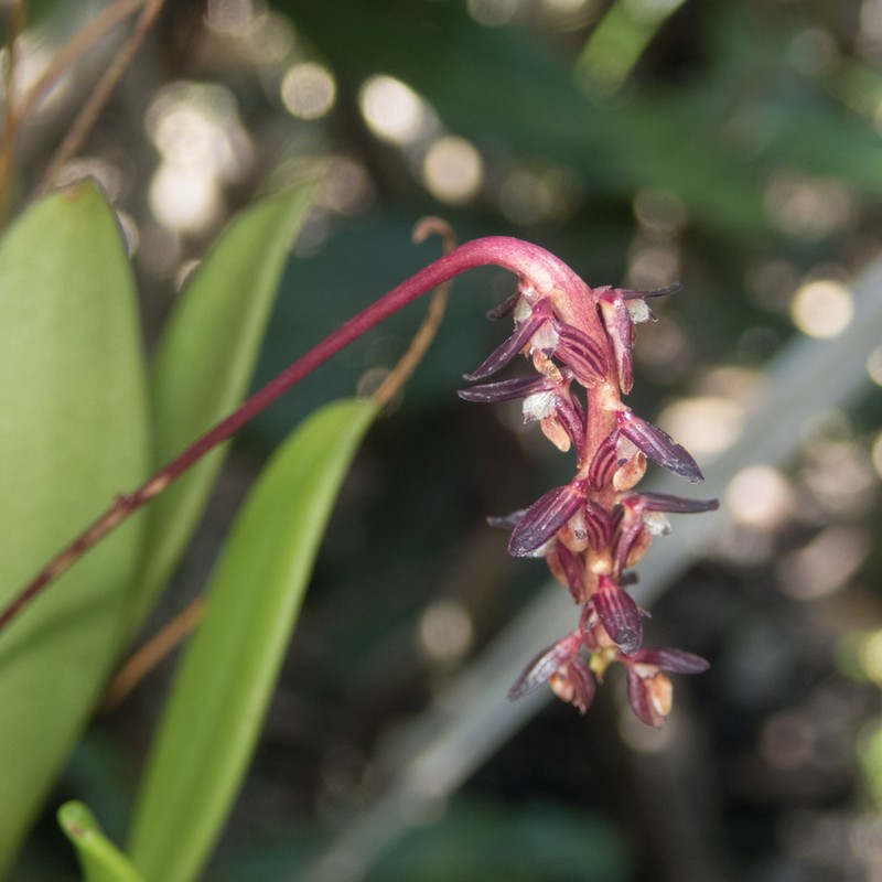 Bulbophyllum alcicorne photo 5