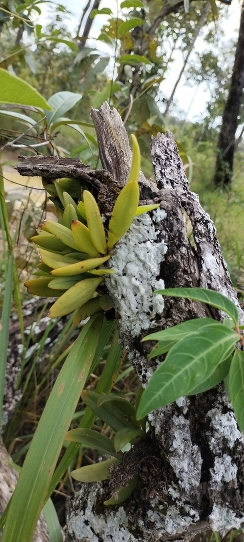 Bulbophyllum alcicorne photo 6