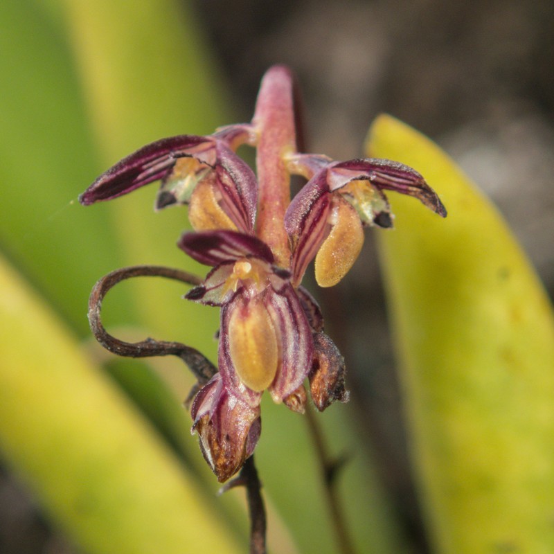 Bulbophyllum alcicorne photo 7