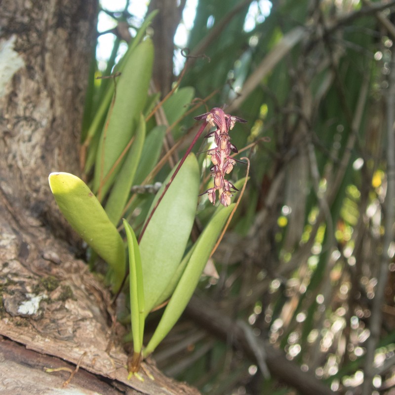 Bulbophyllum alcicorne photo 8