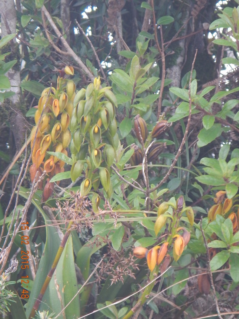 Bulbophyllum alexandrae