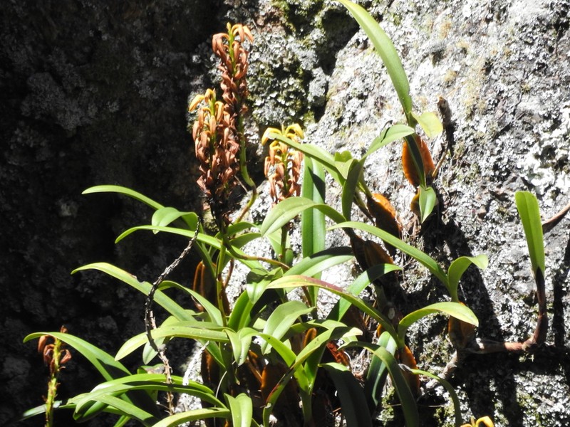 Bulbophyllum alexandrae photo 2