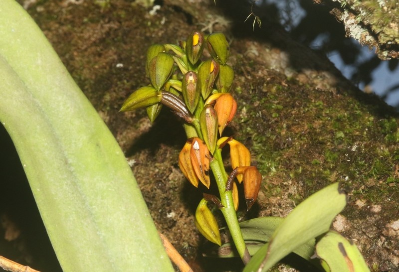 Bulbophyllum alexandrae photo 3