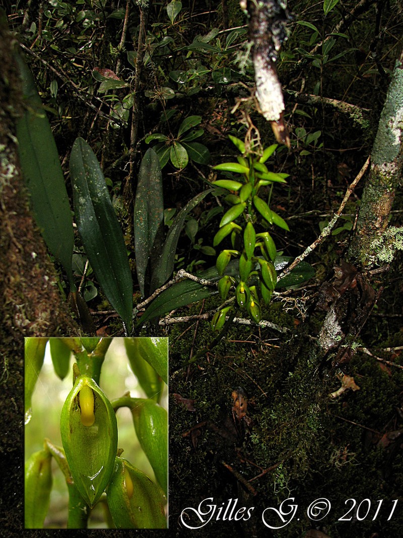 Bulbophyllum alexandrae photo 4